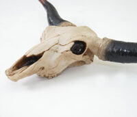 Deko Schädel 75cm Stier