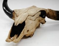 Deko Schädel Trophäe Stier Bulle In-/Outdoor natur