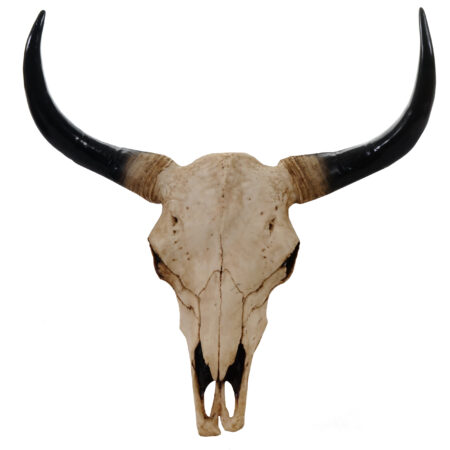 Deko Schädel Trophäe Stier Bulle In-/Outdoor natur