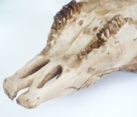 Deko Schädel Trophäe Stier Bulle mit Tribal In-/Outdoor 45cm