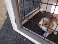 Hasenstall Kaninchenstall Regular mit Nageschutz