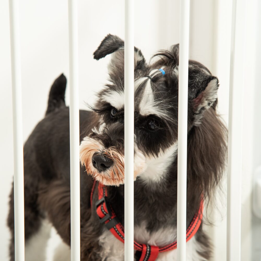 Hunde Absperrgitter Türschutzgitter Haustier Schutzgitter
