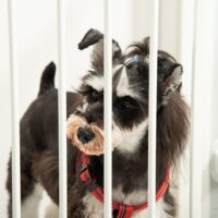 Hunde Absperrgitter Türschutzgitter Haustier Schutzgitter