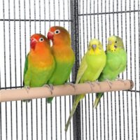 Voliere Vogelvoliere Vogelkäfig 135cm