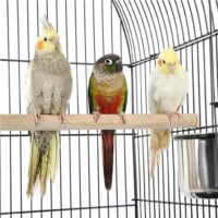 Voliere Vogelvoliere Vogelkäfig 150cm