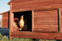 XXL Freiland Hühner-Farm Hühnerstall mit Nistkästen
