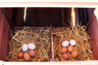 XXL Freiland Hühner-Farm Hühnerstall mit Nistkästen