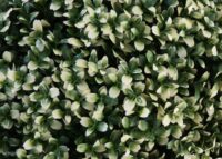 Künstliche Buchsbaumkugel Ø55 cm weiß Outdoor Dekopflanze