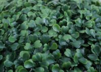 Künstliche Buchsbaumkugel Ø53 cm Outdoor Dekopflanze