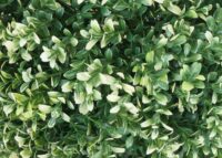 Künstliche Buchsbaumkugel Ø35 cm weiß Outdoor Dekoration