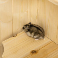 Hamsterkäfig gross mehrstöckig mit Gitterdach aus Holz