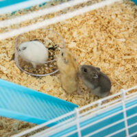 Hamsterkäfig mehrstöckig mit Zubehör für Hamster und Mäuse