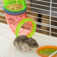 Hamsterkäfig mehrstöckig mit Zubehör für Hamster und Mäuse