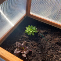 HECHT Frühbeet Herba, 100x60x40cm für Pflanzen.