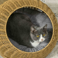 Katzenhöhle rund mit waschbarem Kissen Kunst-Rattan hellbraun