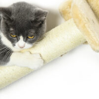 Beiges 5-teiliges Katzentreppen-Kletterwand-Set in Wolkenform mit Hängematte, ein dekoratives und funktionales Katzenmöbel.