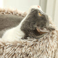 Brauner Kratzbaum mit Bett und robusten Sisal-Kratzsäulen, 87cm hoch, für Katzen bis 6kg, bietet Komfort und Krallenpflege.