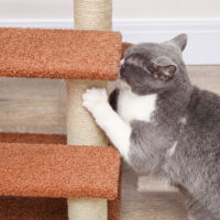 Kratzbaum Haustiertreppe mit 3 Stufen und Spielball für Katzen