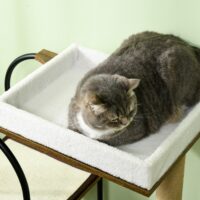 Brauner Kratzbaum mit Kratzmatte, 118.5cm hoch, für Katzen bis 5kg, ein schlankes und funktionales Kratzmöbel.