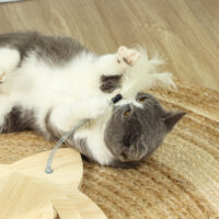 Eichenfarbener 4-in-1 Sisal-Kratzstamm mit Spielball, 69cm hoch, ein vielseitiges Spiel- und Kratzmöbel.