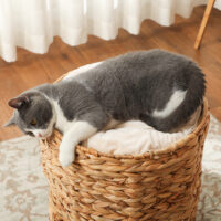 Hellbraune Kratztonne aus Wasserhyazinthe mit zwei Höhlen, 50cm hoch, belastbar bis 35kg, ideal für Katzen zum Kratzen und Verstecken.