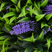 Künstliche Lavendelpflanzen 70 cm im 2er-Set in Grün für dekorative Zwecke.