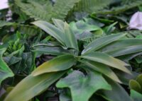 Künstliche Pflanzenwand 1 m² Farn Efeu Wanddeko Indoor Outdoor