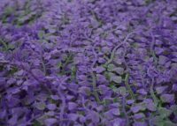 Künstliche Pflanzenwand lila grün 1 m² Wandpaneel Indoor Outdoor