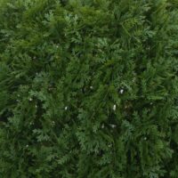 Künstliche Thujakugel Ø52 cm Outdoor Dekopflanze