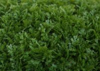 Künstliche Thujakugel Ø52 cm Outdoor Dekopflanze