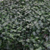 Künstliches Pflanzen Wandpaneel 1 m² für Terrasse und Balkon