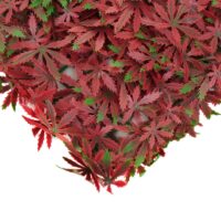 Künstliches Pflanzen Wandpaneel Ahorn rot 1 m² Sichtschutz