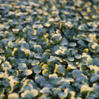 Künstliches Pflanzen Wandpaneel grün gelb 1 m² Terrasse Balkon