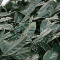 Künstliches Pflanzen Wandpaneel Lorbeer grün 1 m² Sichtschutz