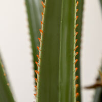 Yucca künstlich grosse Kunstpflanze im Topf Deko 190cm